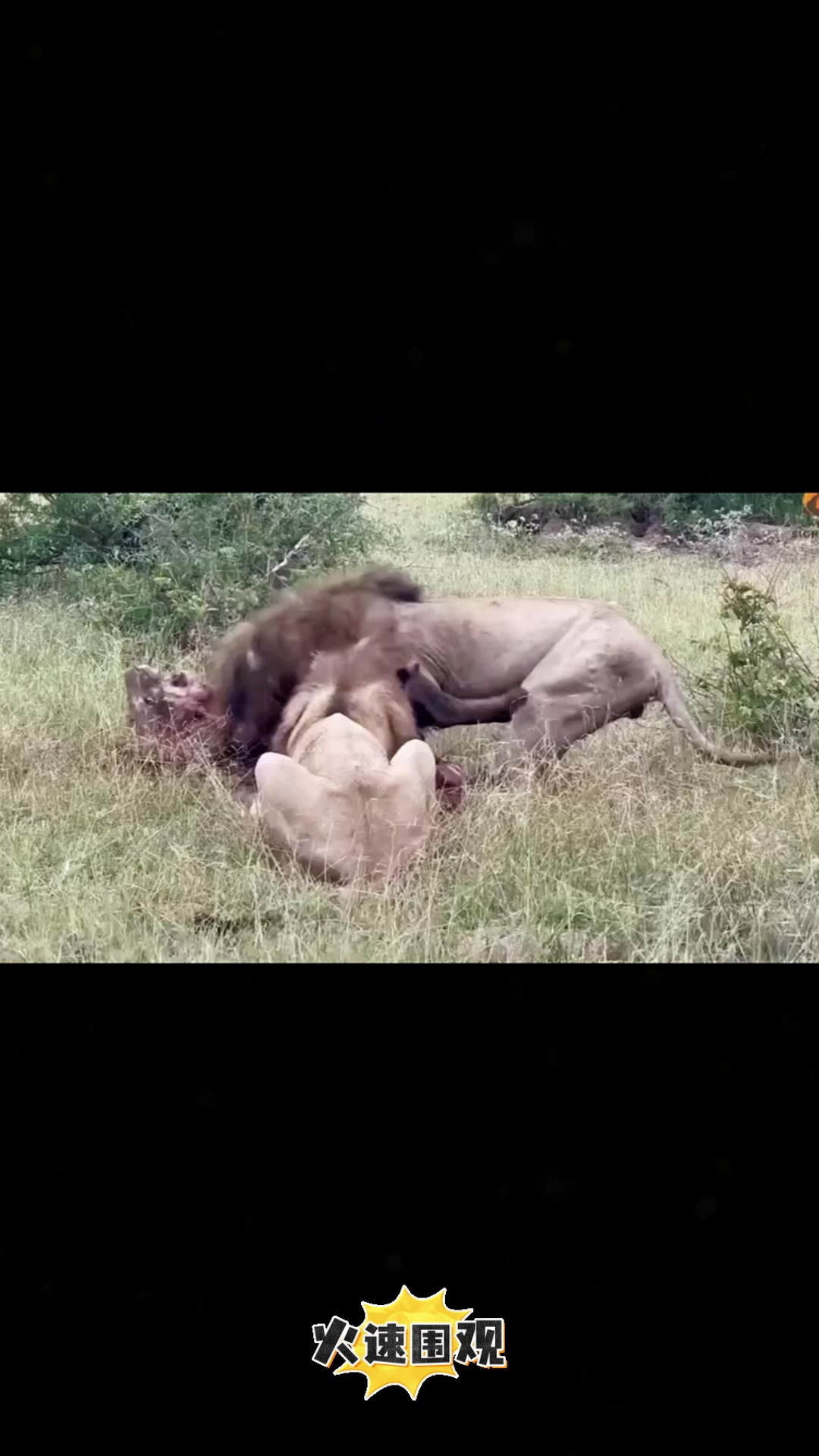 胜负在望！广东猛狮与河北狼腾队对抗