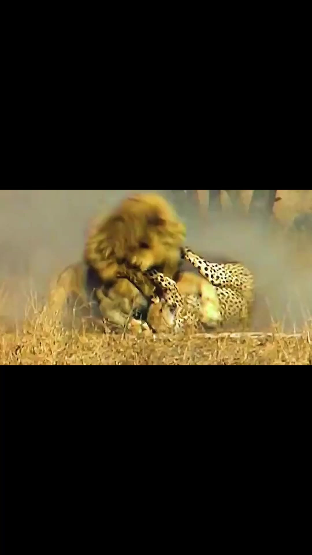 胜负在望！广东猛狮与河北狼腾队对抗